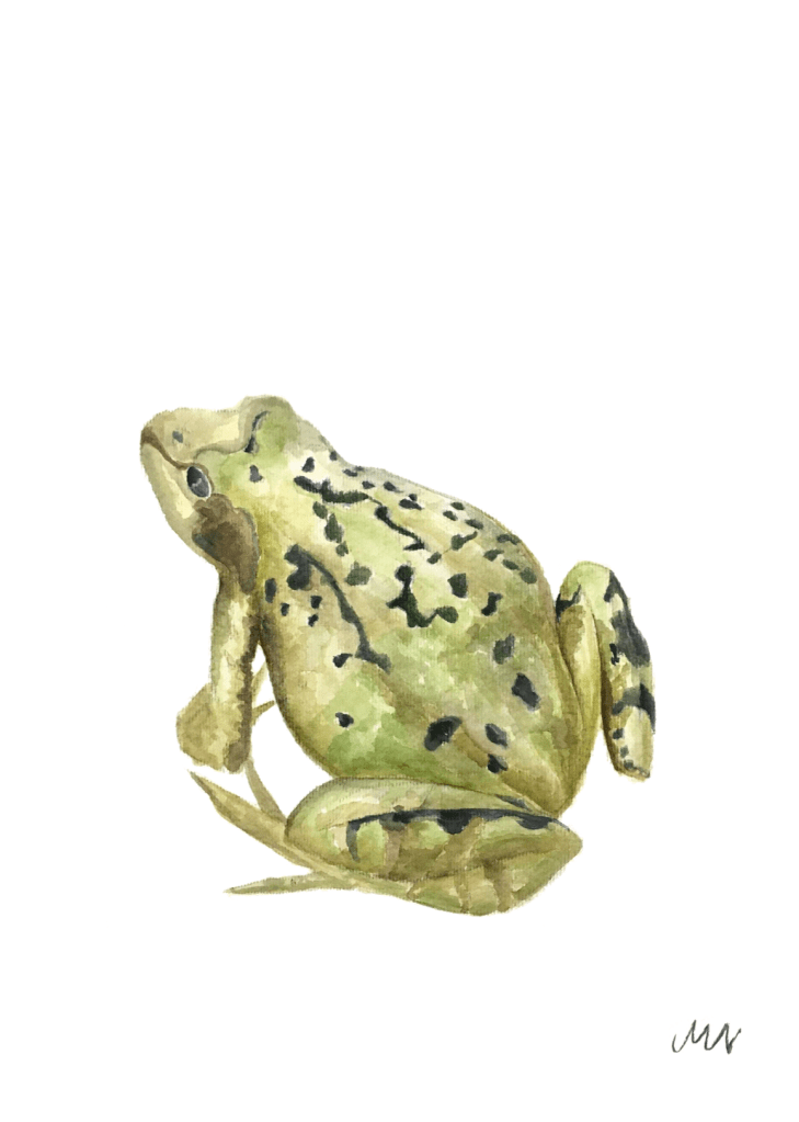 Krafttier Frosch